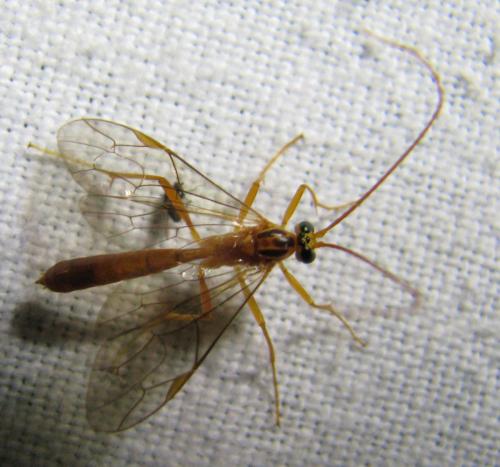 Réf. 208 999 : Netelia sp.